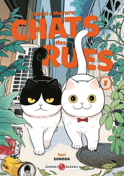 chat des rues